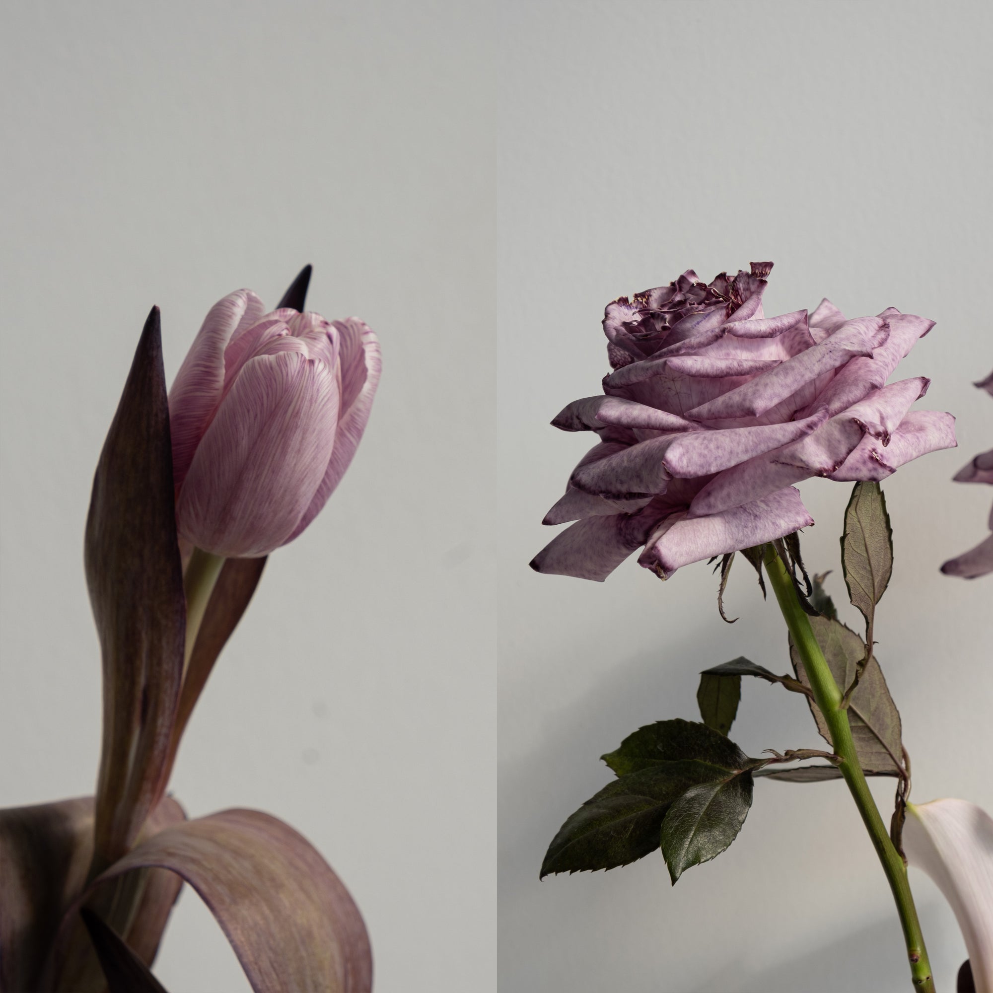 Flower Liquid Color Dye (250mL)