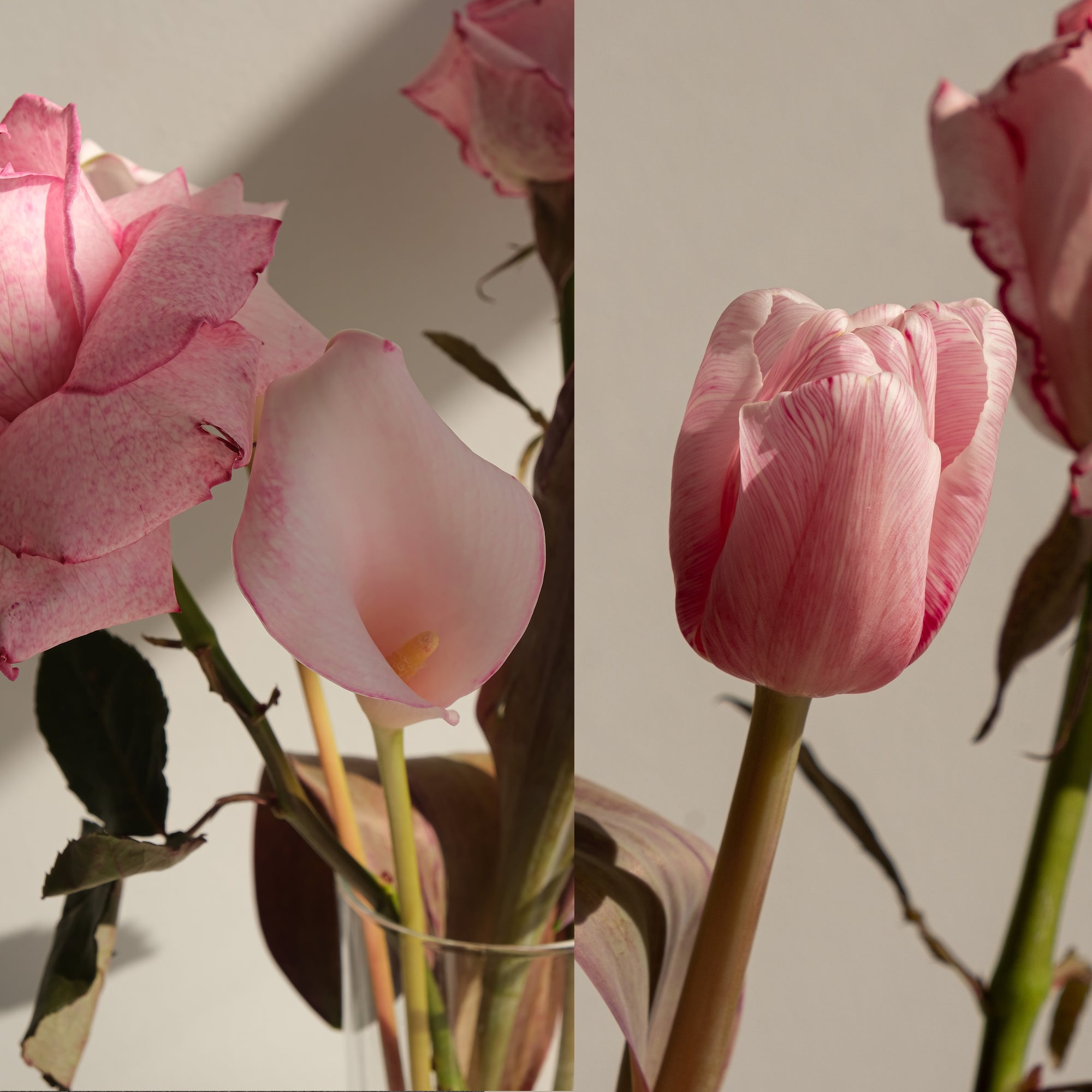 Camilia Supply Flower Liquid Color Dye