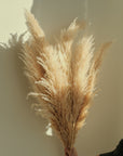 Large Pampas Grass - 10 Stems / Bunch