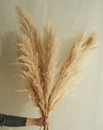 Large Pampas Grass - 10 Stems / Bunch