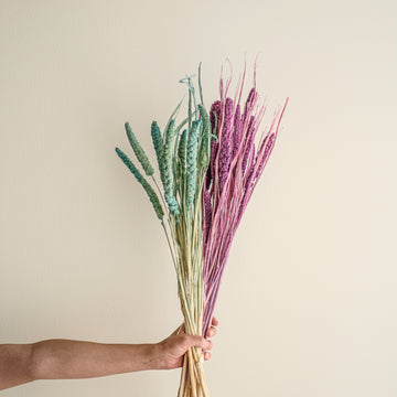 Dried Setaria Grass