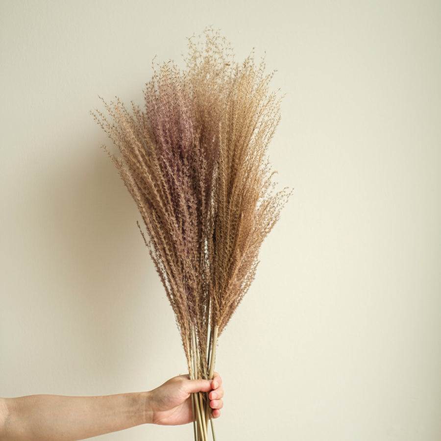 Dried Flowers & Grasses –