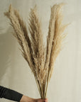 Large Pampas Grass - 10 Stems / Bunch