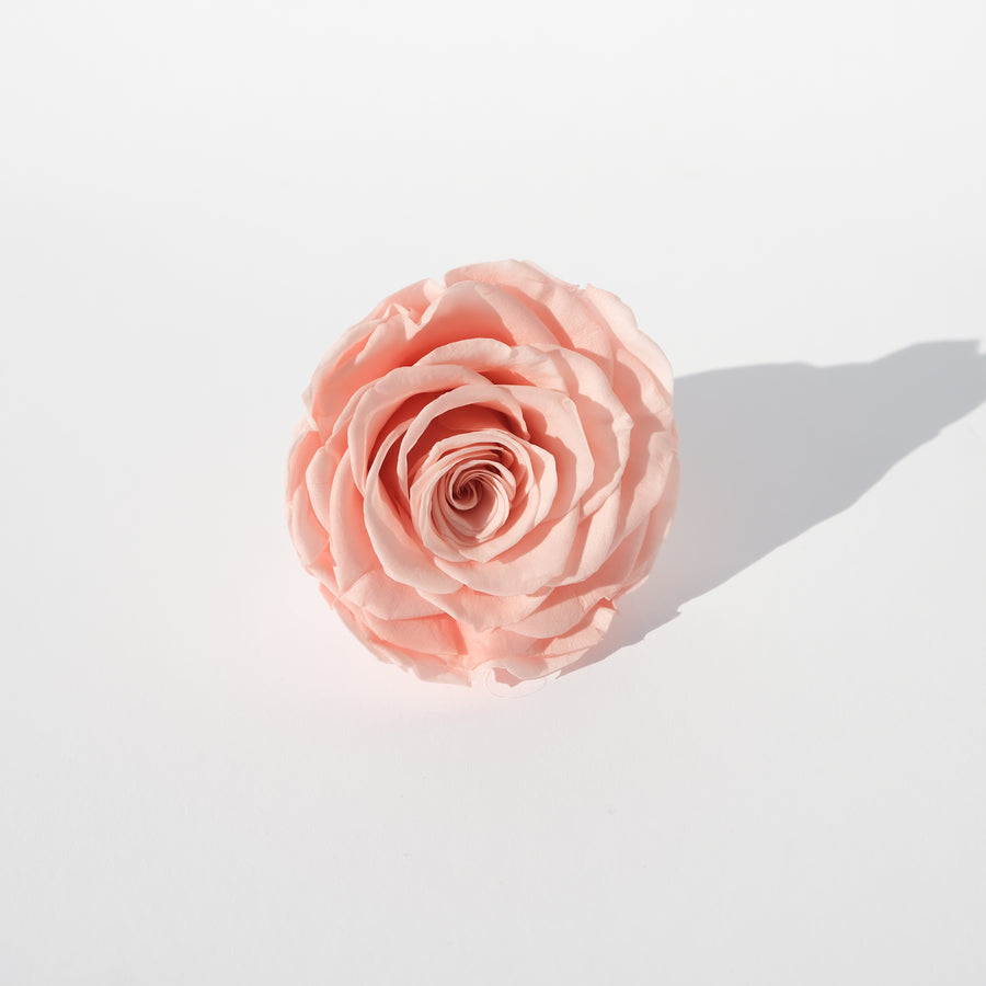 Camilia Supply Premium Preserved Roses