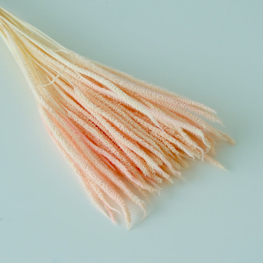 Feather Pennisetum