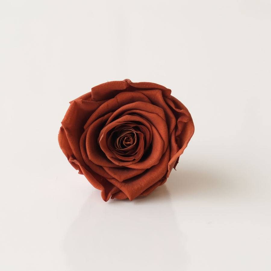 Camilia Preserved Rose 8pcs